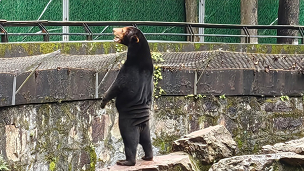 失控玩家出现的外国博主,失控玩家熊出没