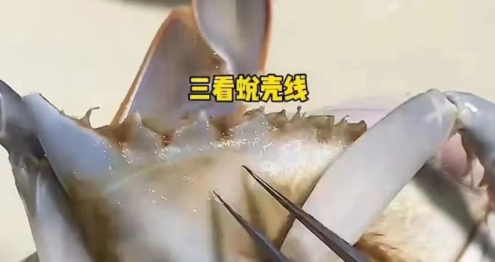 舟山梭子蟹选购方法,舟山梭子蟹带货第一