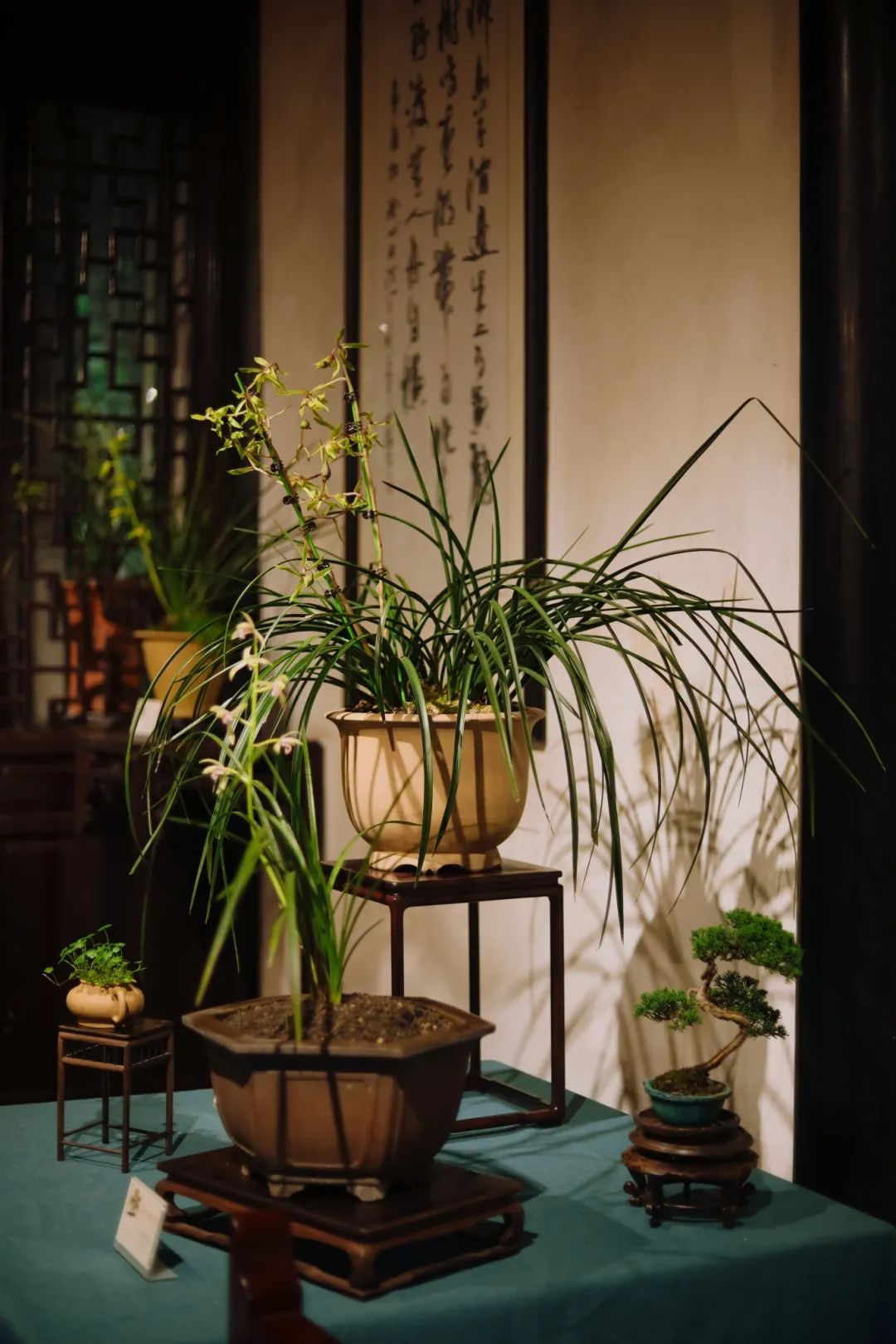 上海曲水园菊花展,曲水园兰花展