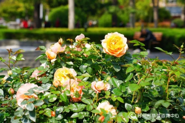 苏州值得逛的免费公园,苏州逛公园