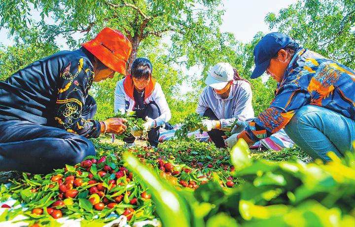 衡水市枣强县特色产业,枣强县产业支柱