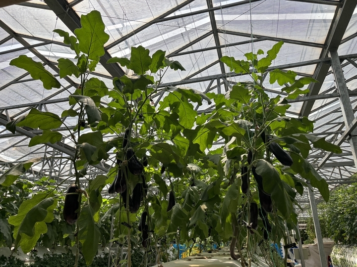 全国排名前十的蔬菜品种,中国十大蔬菜品种