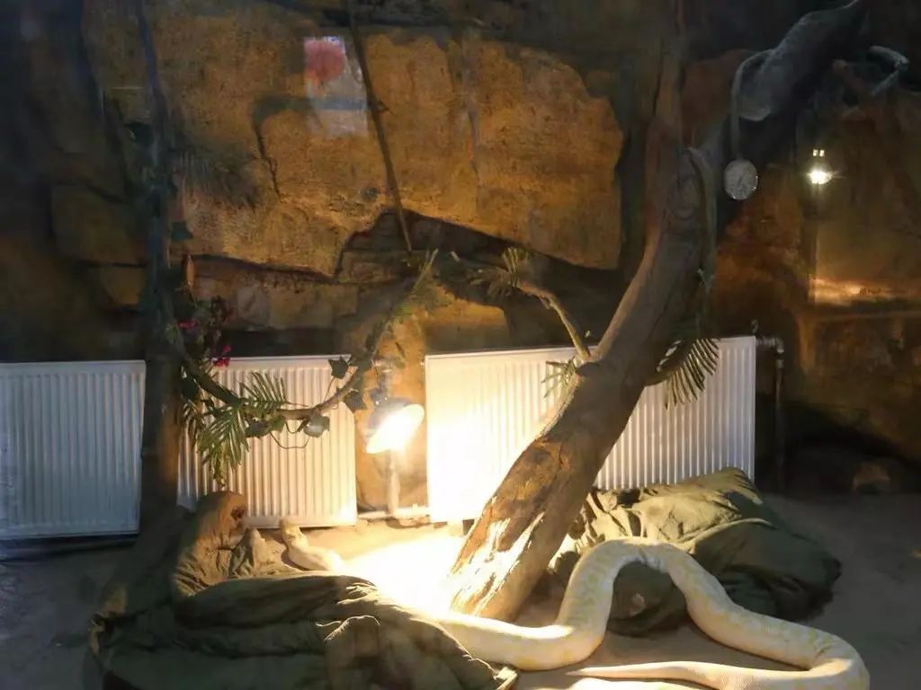 长沙生态动物园天冷,动物园动物保暖