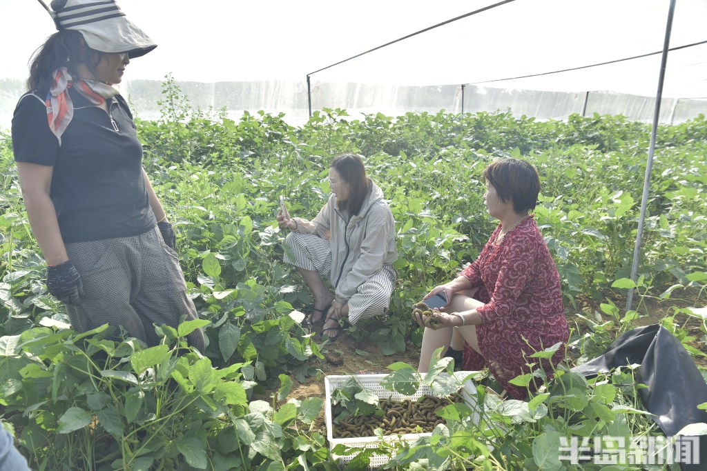 胶州豆虫养殖基地,山东小伙带领全村养豆虫