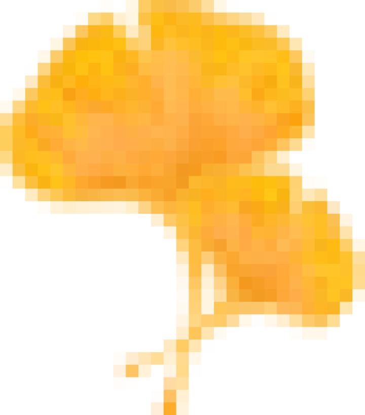 云南银杏熟了,云南银杏落叶