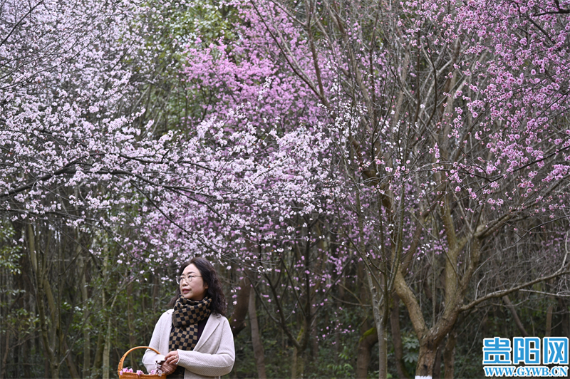 多彩贵州花漾中国走进黔西南,多彩贵州花漾中国兴义
