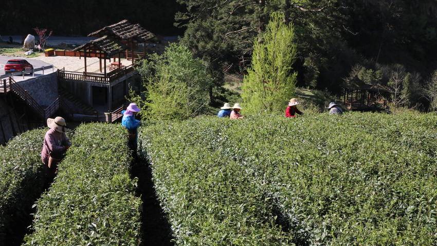 神农架木鱼茶园,木鱼镇春暖茶飘香茶农采摘忙