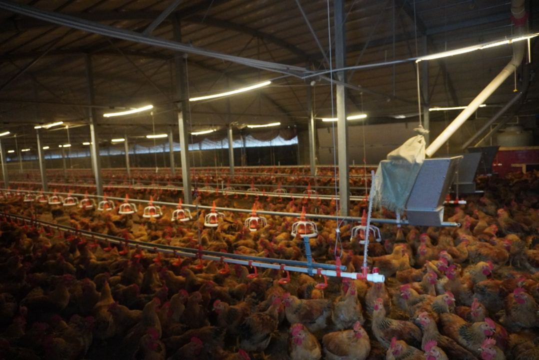 清镇市养鸡技术,智慧农业推动农业转型升级