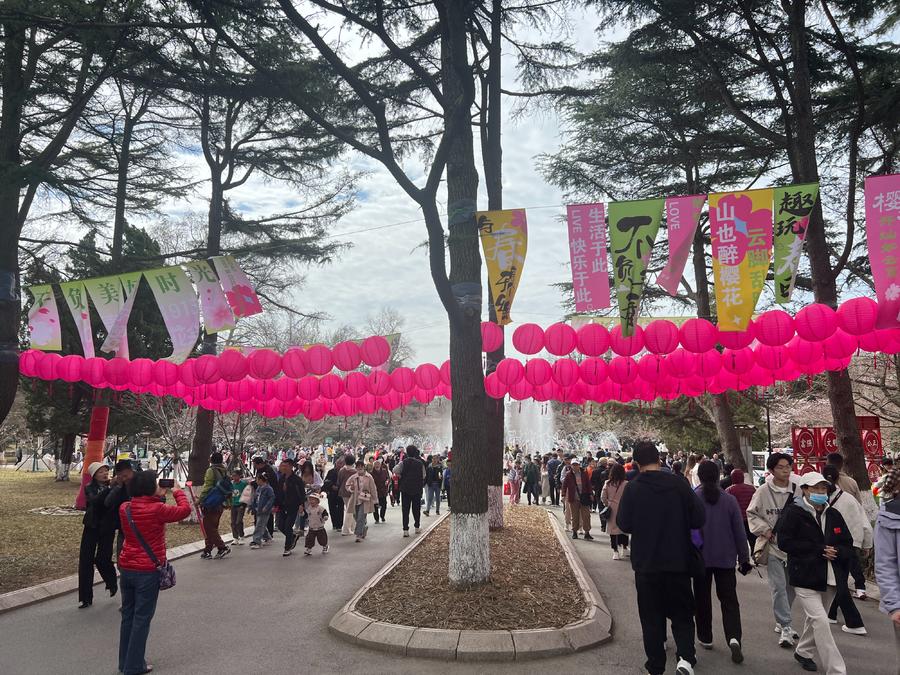 人文青岛特别策划|人间四月天，芳菲山海间——春花漫天遍野，追溯青岛花海背后的人文气息和吸引力法则
