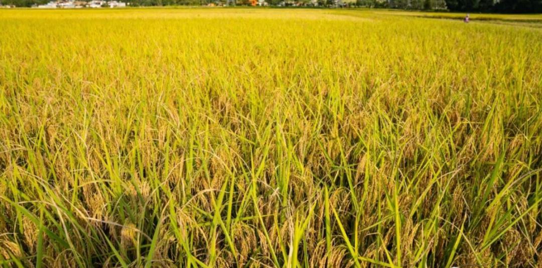 松滋最美的风景,松滋田园景色