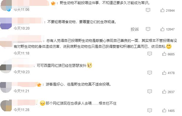 网红狐狸死了是真的吗,网红狐狸死在雪坑里