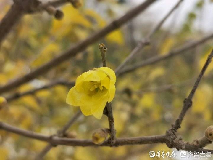 千佛山腊梅园的腊梅开了,千头菊冻死了